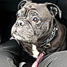 Mercy joined the competition — help win amazing prizes! animal, black_dog, car_interior, collar, companion, cute, dog, domestic_animal, fabric, human_legs, indoor, leash, looking_up, pet, pet_accessory, pug, resting, seated, texture, vehicle