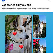 Marty participe au concours pour gagner de l'argent avec cette photo : alert, animal, blue_background, collage, dog, facebook, flowers, greenery, heart_stickers, long_snout, memory_story, outdoor, pet, pointed_ears, portrait, screenshot, social_media, standing, tan_dog, white_dog