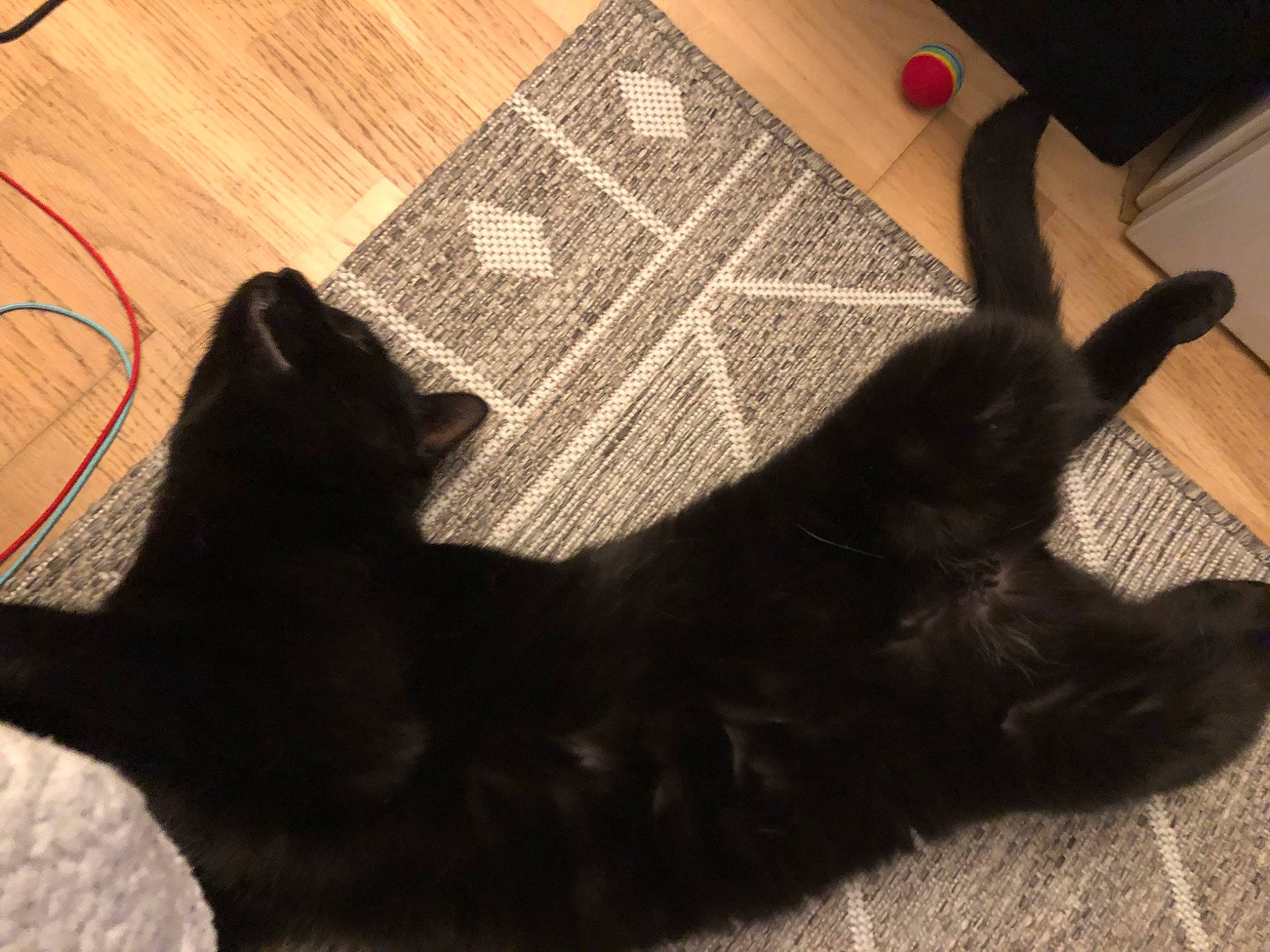 Homaley participe au concours pour gagner de l'argent avec cette photo : black_cat, bombay, brown, carnivore, cat, comfort, companion_dog, dog_breed, felidae, flooring, fur, hardwood, mammal, shadow, small_to_medium_sized_cats, tail, tints_and_shades, vertebrate, whiskers, wood