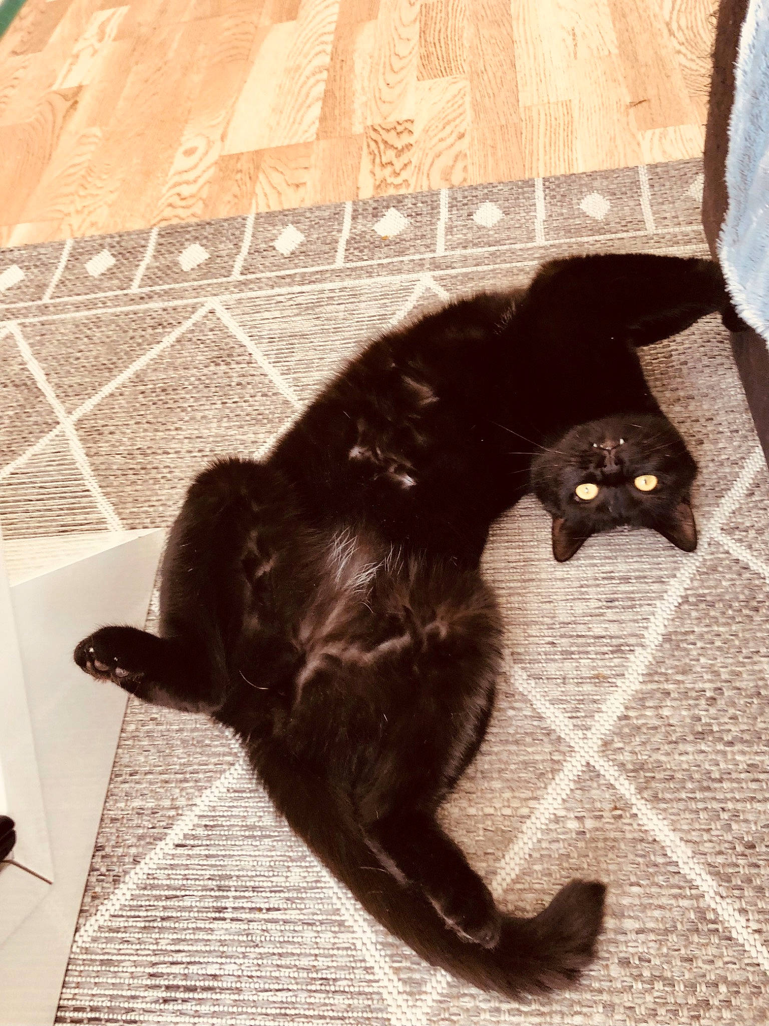 Homaley a rejoint le concours — aidez-le/la à gagner de superbes lots ! black_cat, bombay, carnivore, cat, claw, dog_breed, domestic_short_haired_cat, felidae, floor, flooring, fur, hardwood, paw, shadow, small_to_medium_sized_cats, tail, terrestrial_animal, tints_and_shades, whiskers, wood