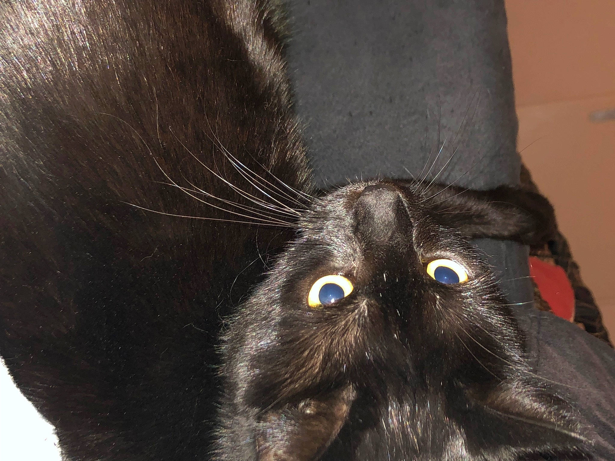 Homaley participe au concours pour gagner de l'argent avec cette photo : black_cat, carnivore, cat, claw, domestic_short_haired_cat, electric_blue, eye, felidae, foot, fur, paw, small_to_medium_sized_cats, snout, tail, terrestrial_animal, whiskers