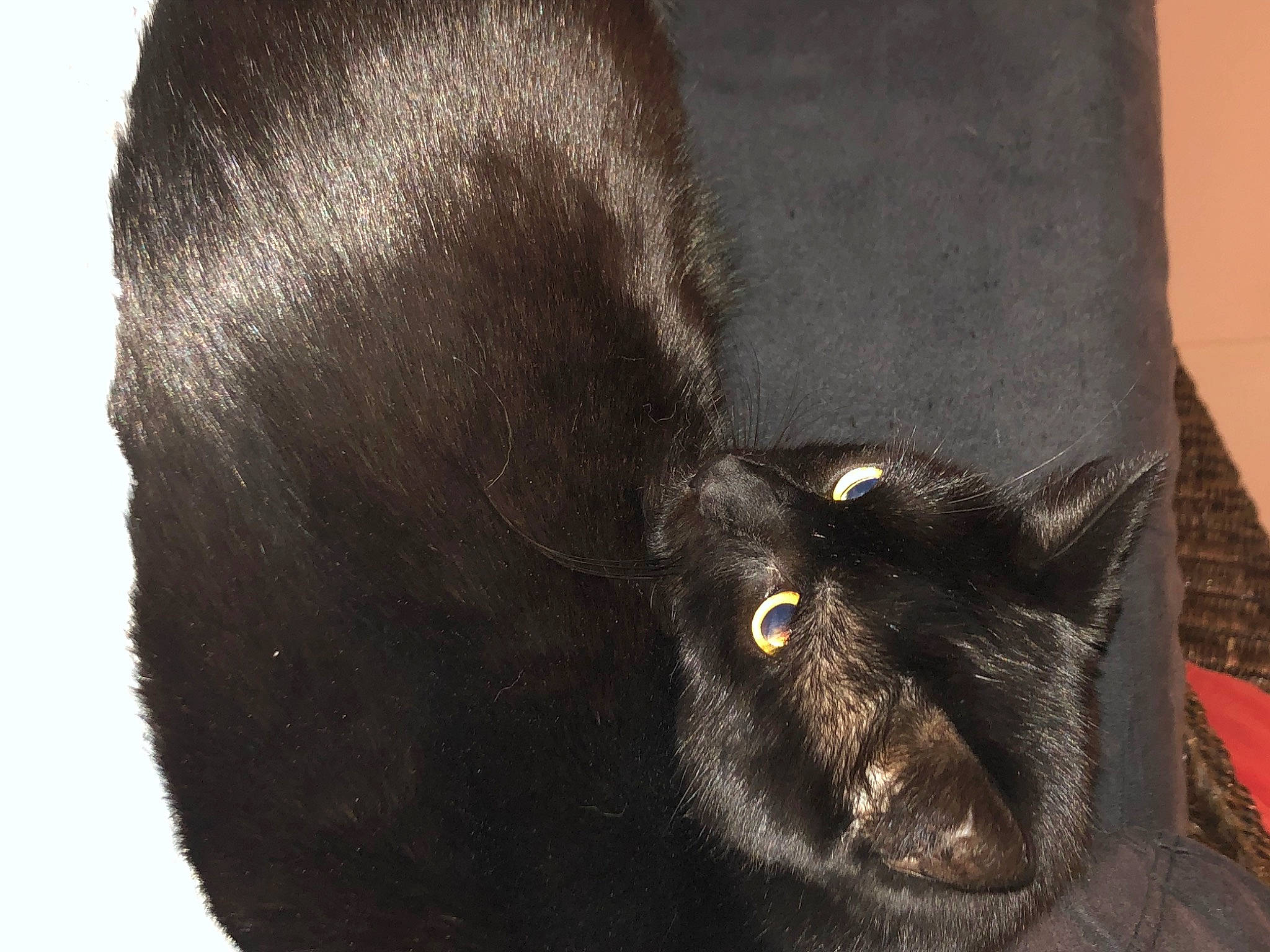 Homaley participe au concours pour gagner de l'argent avec cette photo : black_cat, bombay, carnivore, cat, cat_supply, claw, domestic_short_haired_cat, felidae, fur, liver, small_to_medium_sized_cats, snout, tail, terrestrial_animal, whiskers