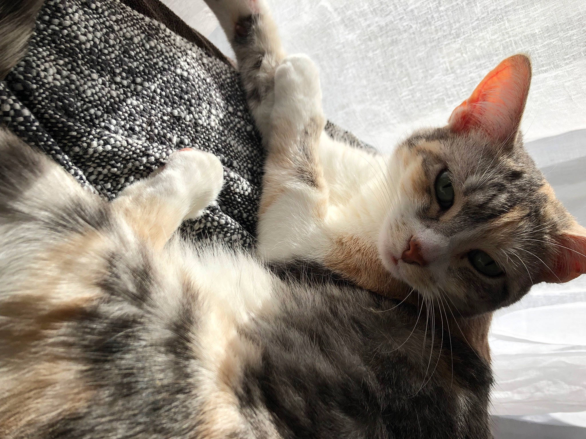 Nelk participe au concours pour gagner de l'argent avec cette photo : carnivore, cat, claw, close_up, domestic_short_haired_cat, felidae, fur, paw, small_to_medium_sized_cats, tail, tree, whiskers