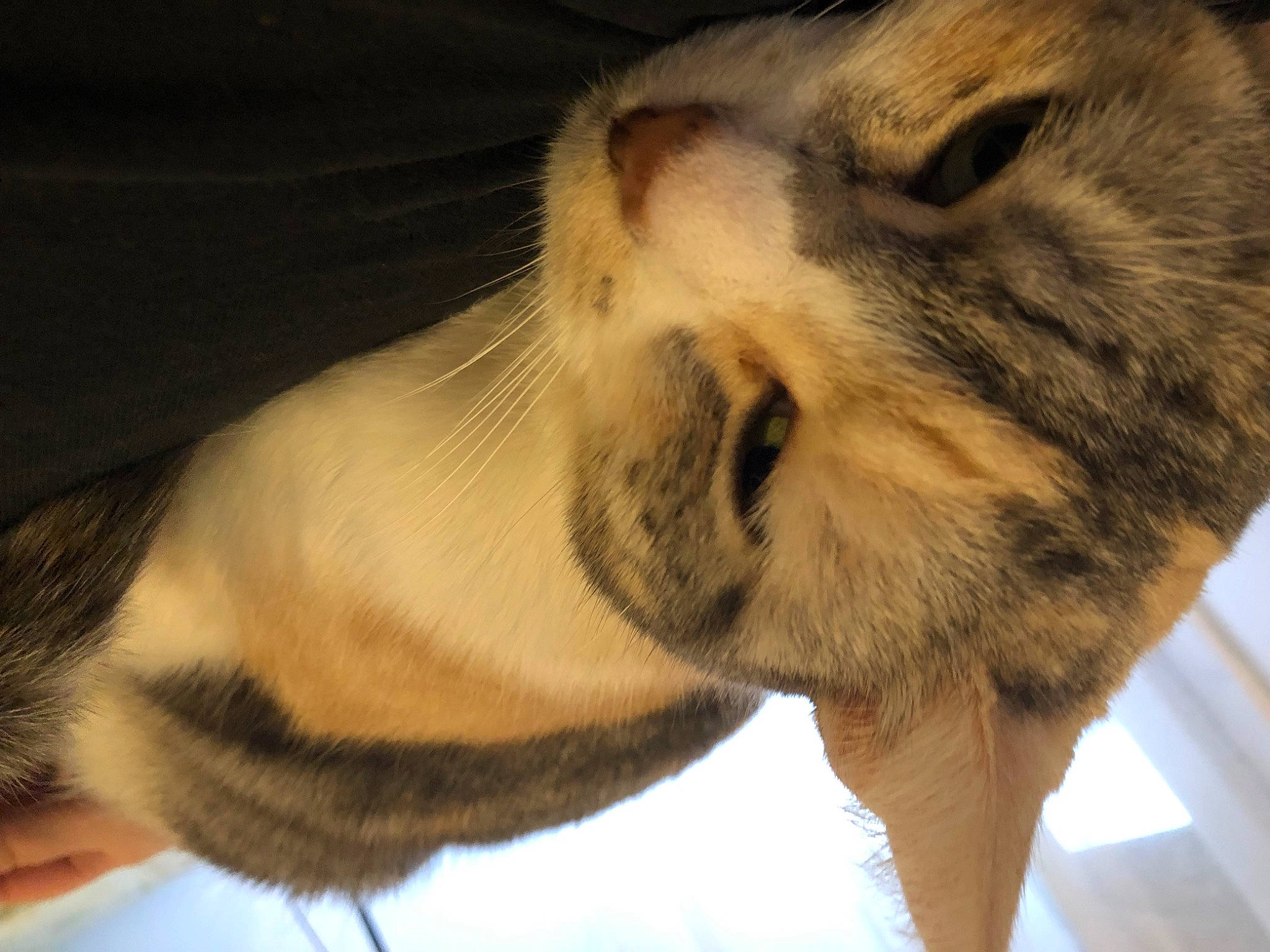 Nelk a rejoint le concours — aidez-le/la à gagner de superbes lots ! carnivore, cat, claw, comfort, dog_breed, domestic_short_haired_cat, ear, fawn, felidae, foot, fur, nap, paw, sleep, small_to_medium_sized_cats, snout, tail, terrestrial_animal, whiskers, wildlife