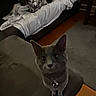 Bubbies is registered to the contest to win money with this photo: animal, blanket, blurred_background, carpet, cat, collar, couch, cozy, curious, dog, domestic_animal, floor, furniture, gray_cat, home, indoor, living_room, looking_up, pet, wooden_floor
