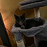 Bubbies is registered to the contest to win money with this photo: animal, cat, cat_tree, cozy, cute, ears, furniture, gray_cat, hammock, home, indoor, paws, pet, plush, relaxed, scratching_post, shadow, tongue_out, warm_lighting, yellow_eyes