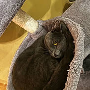 Bubbies joined the competition — help win amazing prizes! animal, cat, cat_tree, cozy, curled_up, cute, ears, feline, furry, gray_cat, indoor, one_eye_closed, pet, relaxed, resting, sleepy, soft_texture, tail, whiskers, yellow_background
