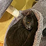 animal, cat, cat_tree, cozy, curled_up, cute, ears, feline, furry, gray_cat, indoor, one_eye_closed, pet, relaxed, resting, sleepy, soft_texture, tail, whiskers, yellow_background