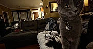 Bubbies is registered to the contest to win money with this photo: animal, blanket, cat, collar, couch, cozy, curious, dim_lighting, domestic, evening, furniture, gray_cat, home, indoor, lap, living_room, person, pet, relaxed, tag