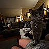 animal, blanket, cat, collar, couch, cozy, curious, dim_lighting, domestic, evening, furniture, gray_cat, home, indoor, lap, living_room, person, pet, relaxed, tag