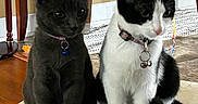 Bonez is registered to the contest to win money with this photo: animal, bells, black_and_white_cat, cat, collar, curious, cute, domestic, ears, floor, furniture, gray_cat, indoor, kitten, pets, playful, sitting, stool, toy, whiskers