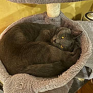 Bonez joined the competition — help win amazing prizes! animal, cat, cat_bed, cat_tree, cozy, curled_up, cute, domestic_cat, fur, furniture, gray_cat, indoor, looking, pet, plush, resting, sleeping, soft_texture, yellow_eyes, yellow_wall