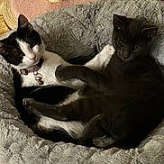 Bonez is registered to the contest to win money with this photo: cat, cats, black_and_white_cat, gray_cat, pet_bed, cozy, fluffy, indoor, feline, collar, bell, resting, cute, animal, sleeping, pets, companions, fur, relaxed, home