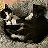 cat, cats, black_and_white_cat, gray_cat, pet_bed, cozy, fluffy, indoor, feline, collar, bell, resting, cute, animal, sleeping, pets, companions, fur, relaxed, home