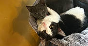 Bonez is registered to the contest to win money with this photo: cat, kitten, black_and_white_cat, gray_cat, cat_tree, cat_hammock, indoor, pets, cute, snuggling, fur, whiskers, playful, eyes, animal, domestic_animal, floor, wall, cozy, resting