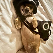 Lulu is registered to the contest to win money with this photo: dog, pet, lying_down, bed, black_cap, bag, small_dog, indoor, cute, relaxed, fur, animal, canine, white_bed, accessory, sleepy, domestic_animal, face, paws, resting