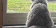 Misters is registered to the contest to win money with this photo: back_view, blue_car, car, cat, daylight, domestic_animal, feline, floor, fluffy, glass_door, grass, gray_cat, home, indoor, pet, quiet, rug, sitting, tail, window