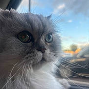 Misters is registered to the contest to win money with this photo: animal, calm, car, cat, closeup, daylight, domestic, eyes, feline, fluffy, fur, gray, outdoor, pet, portrait, side_view, sky, soft_light, whiskers, window