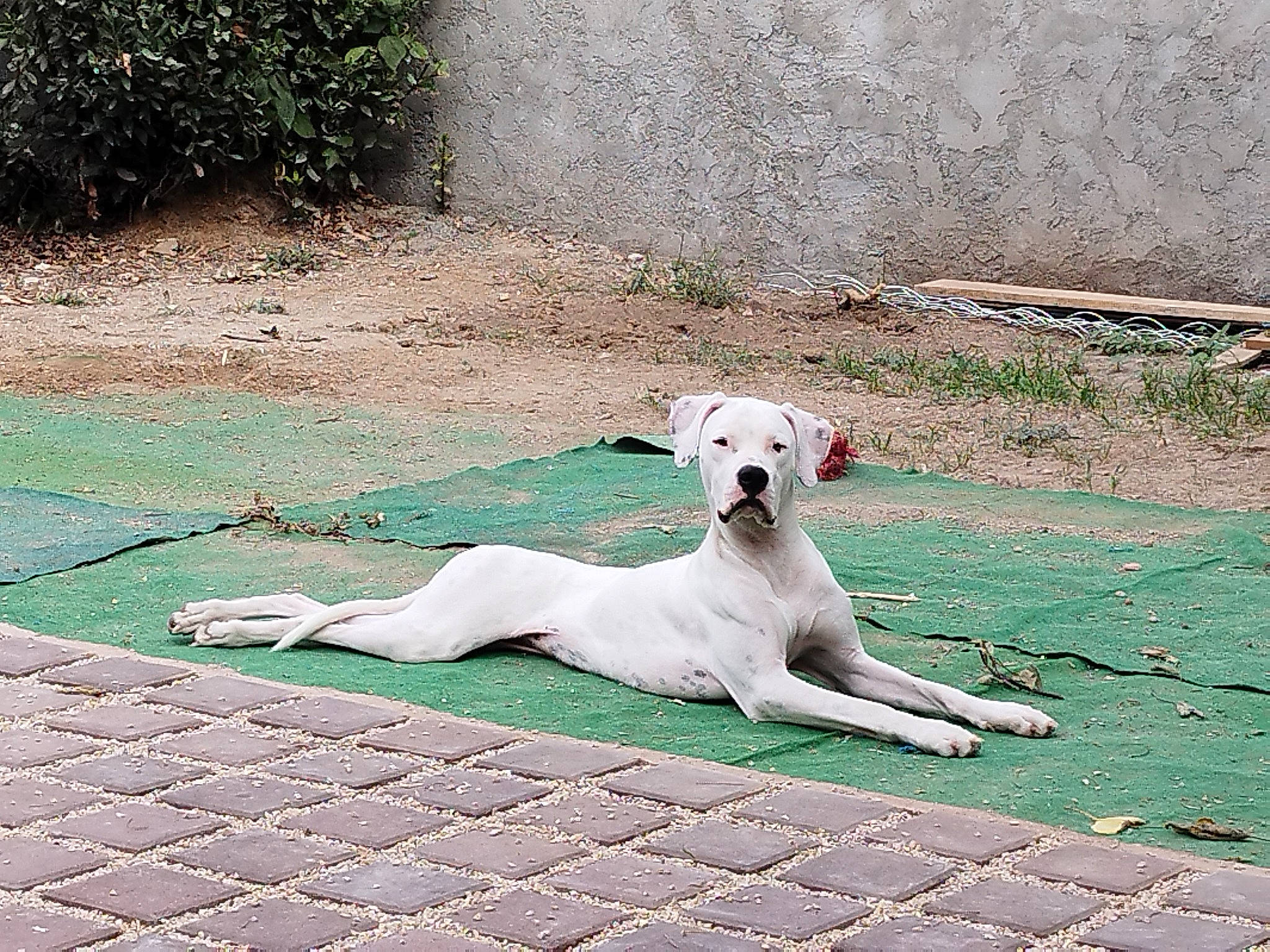 Athena a rejoint le concours — aidez-le/la à gagner de superbes lots ! carnivore, collar, companion_dog, dog, dog_breed, dog_collar, fawn, flooring, grass, plant, road_surface, sidewalk, slope, snout, soil, sporting_group, street_dog, tail, wood, working_animal