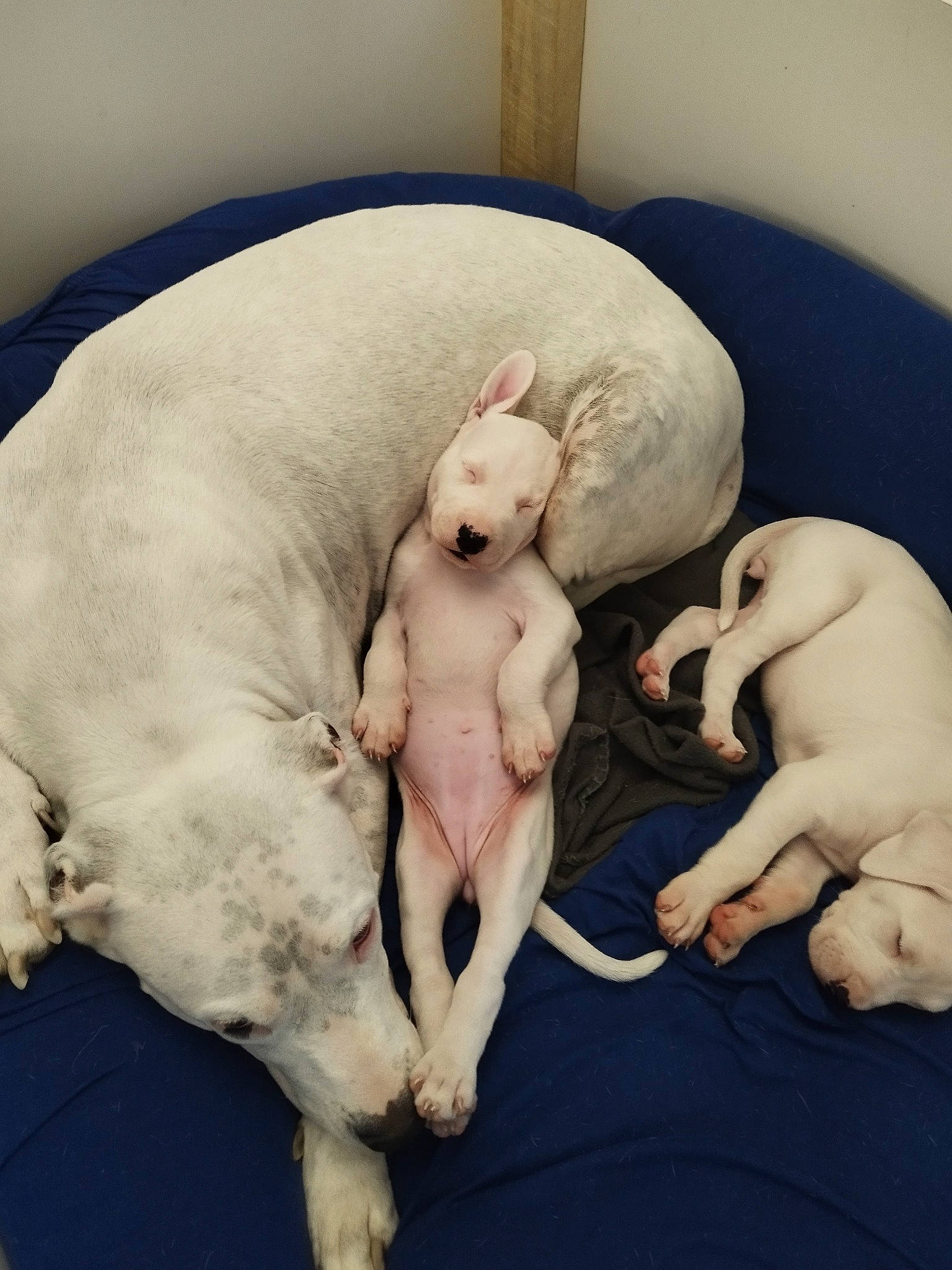 Athena participe au concours pour gagner de l'argent avec cette photo : canidae, carnivore, comfort, companion_dog, dog, dog_breed, fawn, foot, fur, gesture, linens, mammal, nap, paw, snout, sporting_group, tail, toy, vertebrate, working_animal