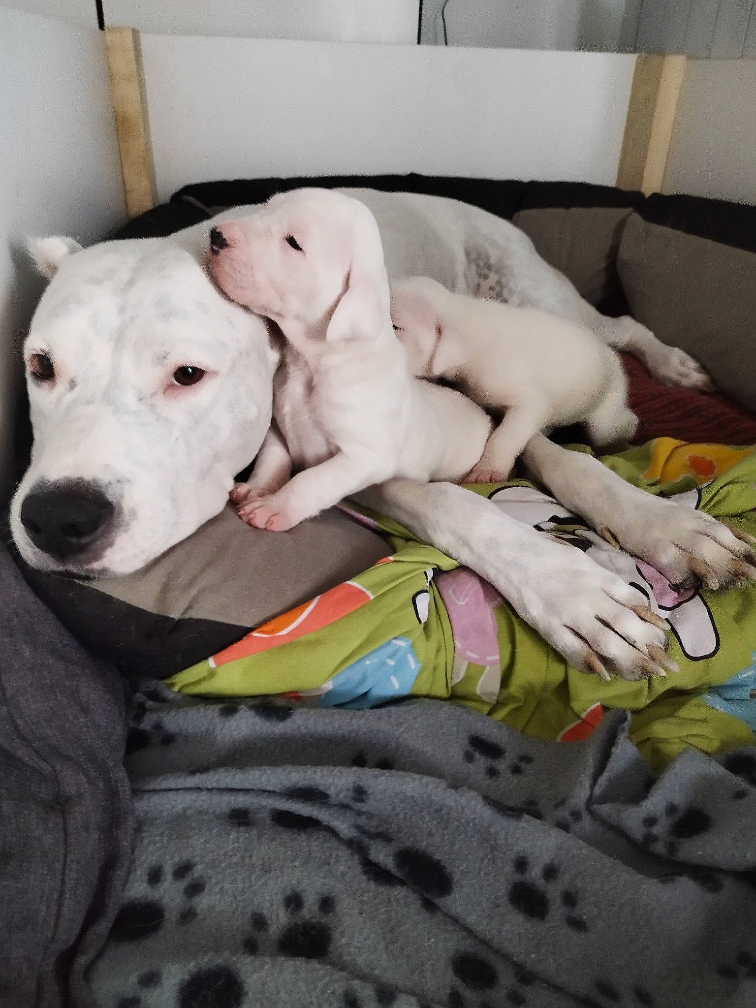 Athena a rejoint le concours — aidez-le/la à gagner de superbes lots ! canidae, carnivore, collar, comfort, companion_dog, couch, dog, dog_breed, dog_collar, dog_supply, fawn, guard_dog, linens, magyar_agar, pet_supply, snout, sporting_group, tail, toy_dog, working_animal