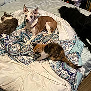 Bear Bear is registered to the contest to win money with this photo: animal, baby, bed, bedroom, blanket, canine, cat, couch, cushion, dog, furniture, hound, indoors, interiordesign, kitten, person, pet, puppy, quilt, room