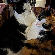 Ressi joined the competition — help win amazing prizes! cat, cats, calico_cat, black_and_white_cat, feline, pet, domestic_animal, snuggling, box, indoor, fur, whiskers, close_up, two_animals, animal_pair, cute, companionship, resting, cozy, household