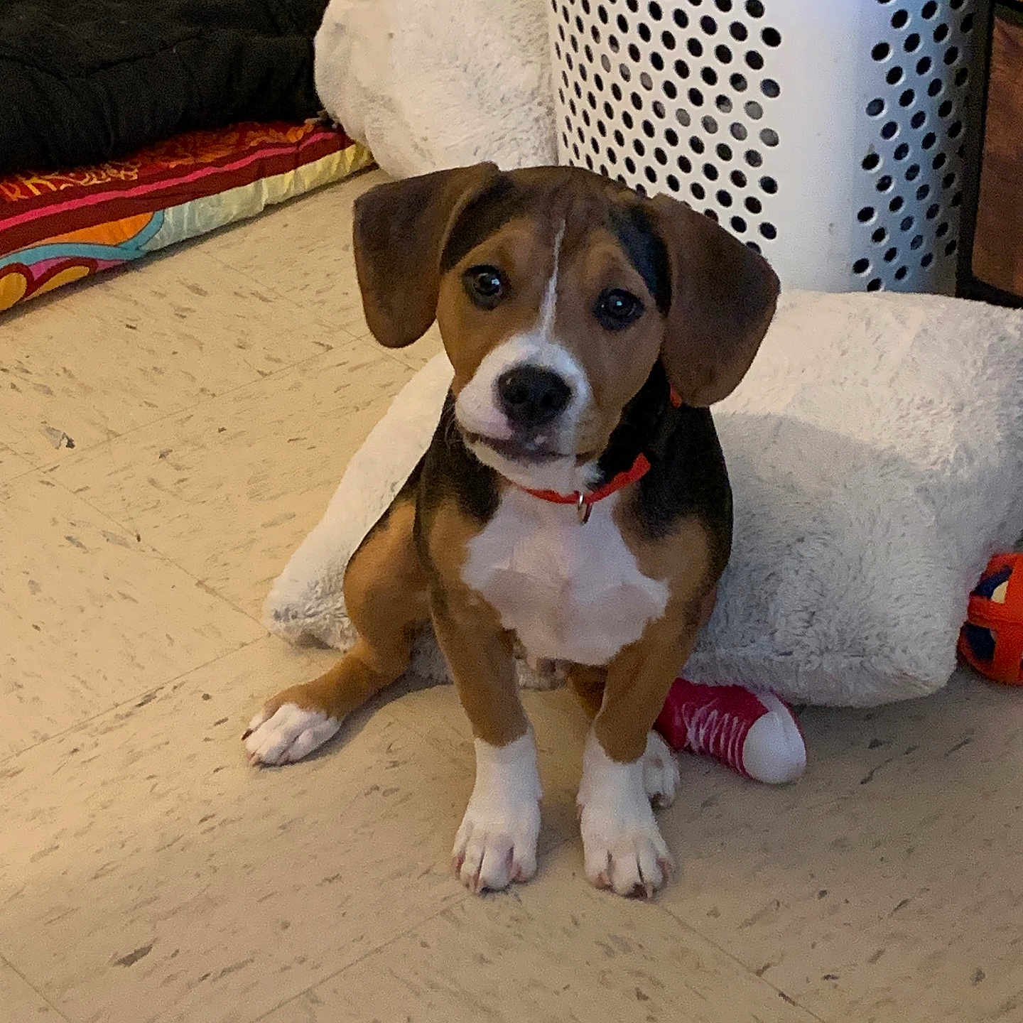 Harley joined the competition — help win amazing prizes! black, blanket, brown, collar, cozy, curious, cute, dog, floor, household, indoor, laundry_basket, pet, pillow, puppy, sitting, tile_floor, toy, white, young