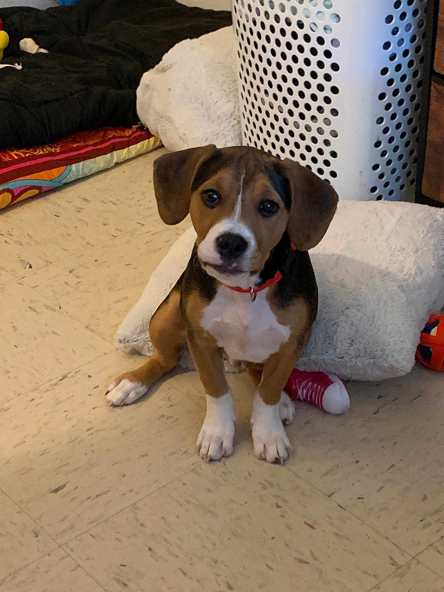 Harley joined the competition — help win amazing prizes! puppy, dog, indoor, floor, toy, pillow, laundry_basket, blanket, curious, pet, brown, white, black, collar, cute, young, sitting, household, cozy, tile_floor