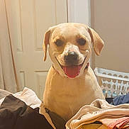 Mimi joined the competition — help win amazing prizes! animal, basket, canine, clothes, cute, dog, domestic, door, fabric, fur, happy, household, indoor, laundry, pet, pile, room, smiling, tongue_out, white_dog
