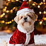 dog, santa_hat, santa_costume, christmas_tree, holiday, festive, cute, fluffy, pet, indoor, decorations, lights, winter, white_fur, red_costume, celebration, christmas_lights, adorable, seasonal, background_blur