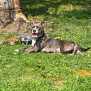 Mona joined the competition — help win amazing prizes! dog, grass, tree_trunk, sunlight, shaded_area, outdoor, pet, canine, collar, tongue_out, happy, relaxed, food_bowl, metal_bowl, leash, summer, nature, animal, lying_down, park