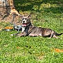 dog, grass, tree_trunk, sunlight, shaded_area, outdoor, pet, canine, collar, tongue_out, happy, relaxed, food_bowl, metal_bowl, leash, summer, nature, animal, lying_down, park