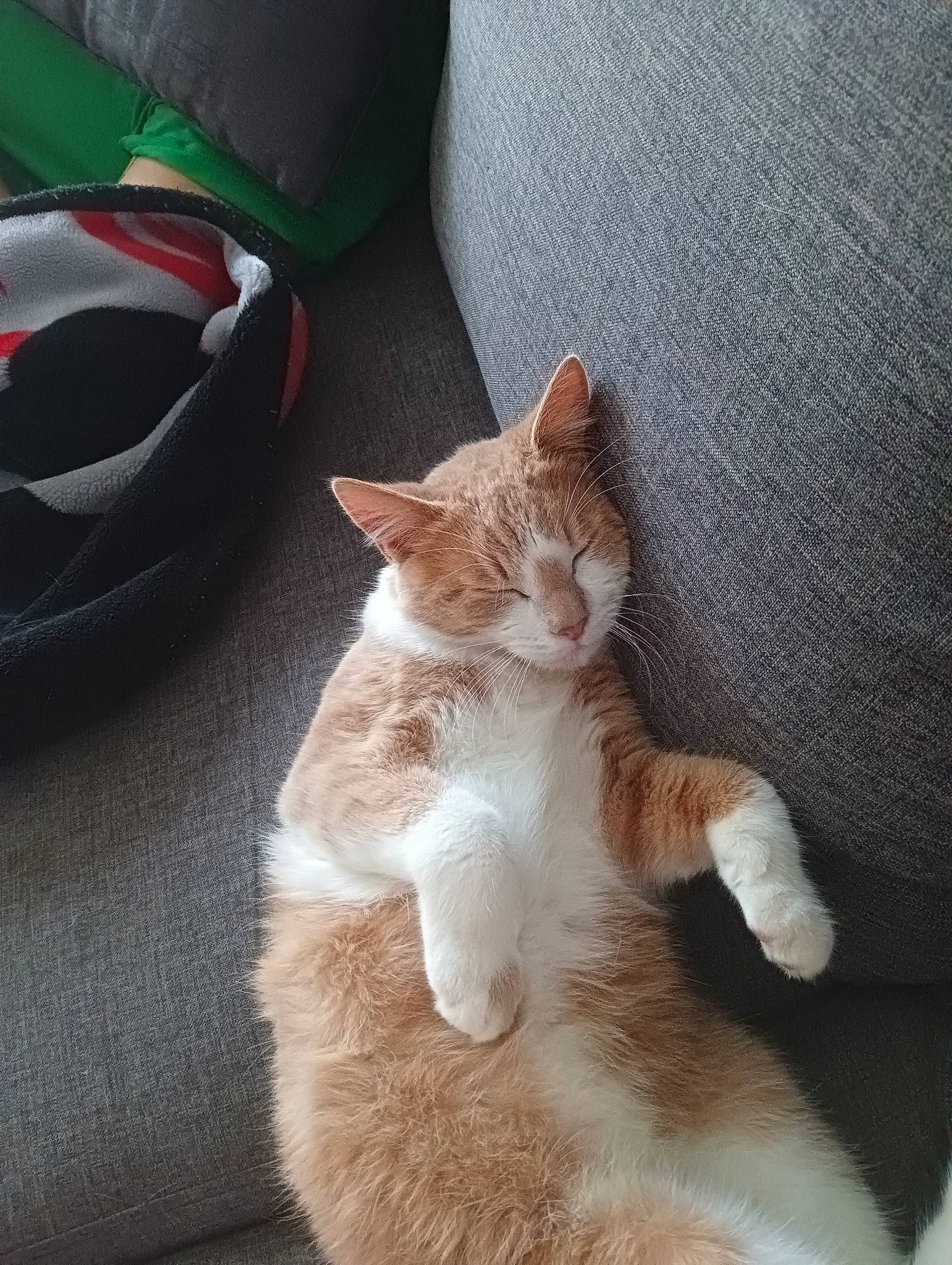 Minouche a rejoint le concours — aidez-le/la à gagner de superbes lots ! bag, carnivore, cat, claw, comfort, domestic_short_haired_cat, fawn, felidae, foot, fur, human_leg, lap, leg, paw, sitting, small_to_medium_sized_cats, snout, tail, whiskers, wood