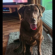 Mocha is registered to the contest to win money with this photo: animal, brown_dog, canine, carpet, cozy, dog, domestic, floor, friendly, glass_door, home, indoor, looking_at_camera, natural_light, pet, portrait, sitting, tongue_out, window, wood_floor