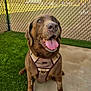 animal, artificial_grass, brown_dog, canine, chain_link_fence, closeup, companion, concrete_floor, dog, fence, friendly, happy, harness, labrador, outdoor, pet, playful, portrait, sitting, tongue_out