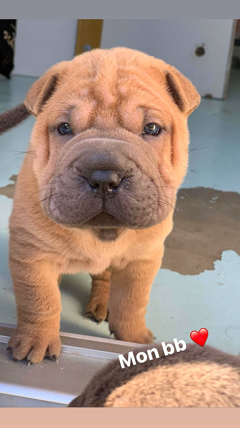 Tsar participe au concours pour gagner de l'argent avec cette photo : ancient_dog_breeds, bulldog, canidae, carnivore, companion_dog, dog, dog_breed, fawn, fur, molosser, non_sporting_group, ori_pei, shar_pei, sporting_group, terrestrial_animal, whiskers, working_animal, working_dog, wrinkle