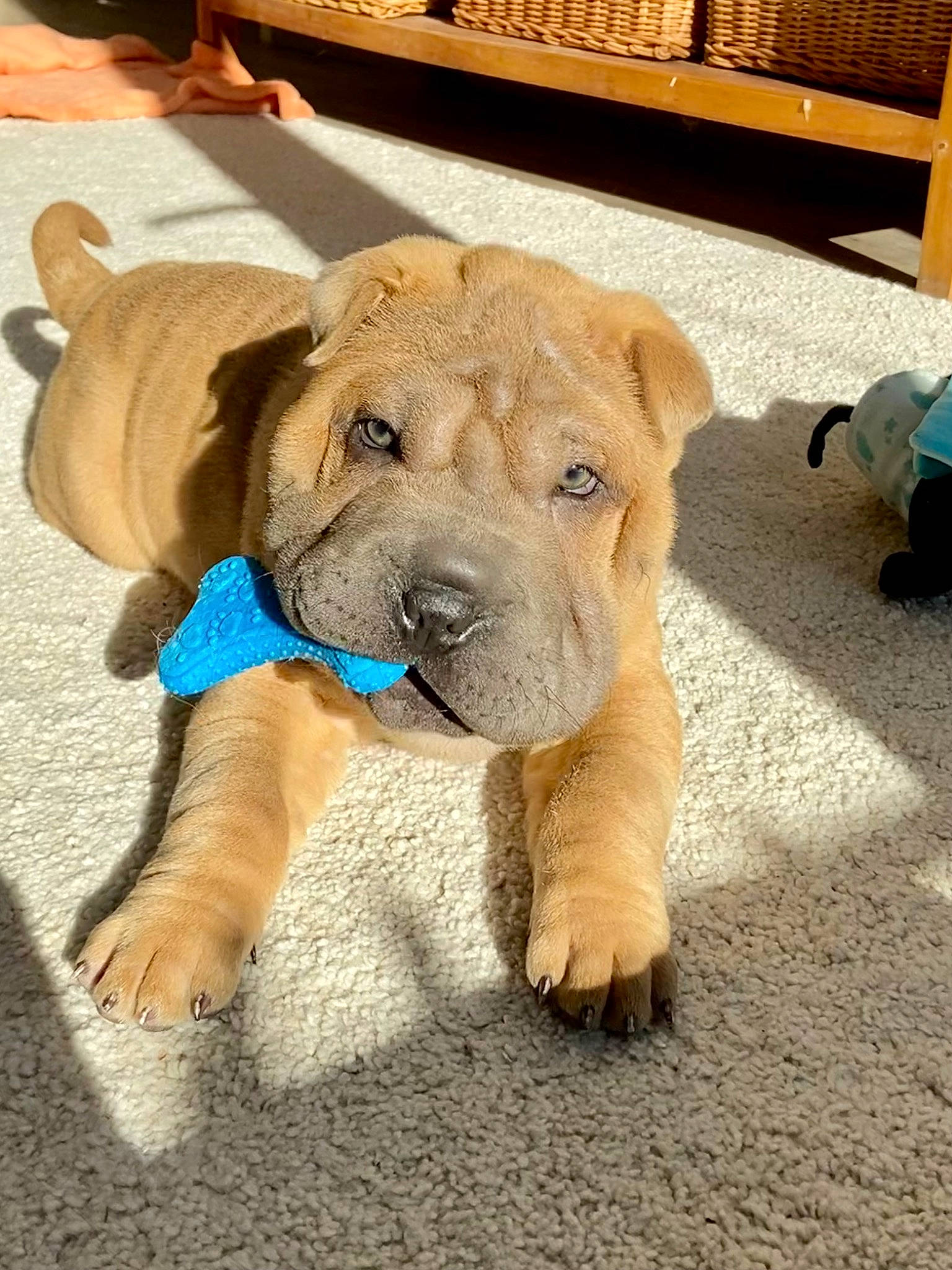 Tsar participe au concours pour gagner de l'argent avec cette photo : canidae, carnivore, collar, companion_dog, dog, dog_breed, dog_collar, dog_supply, fawn, flooring, non_sporting_group, paw, pet_supply, puppy, shar_pei, snout, sporting_group, working_animal, working_dog, wrinkle