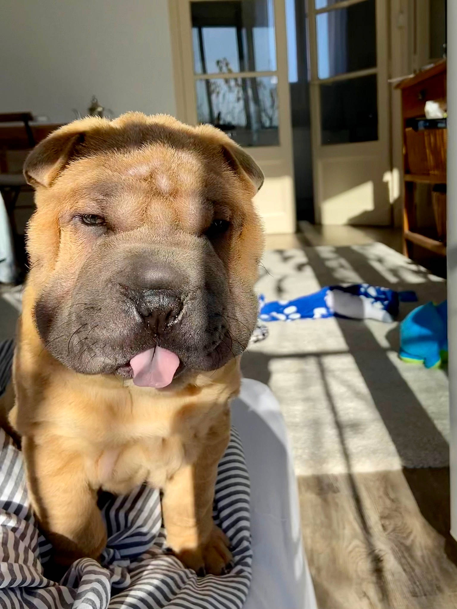 Tsar participe au concours pour gagner de l'argent avec cette photo : canidae, carnivore, collar, companion_dog, dog, dog_breed, flooring, fur, guard_dog, hardwood, molosser, paw, shar_pei, sporting_group, terrestrial_animal, whiskers, wood, working_animal, working_dog, wrinkle