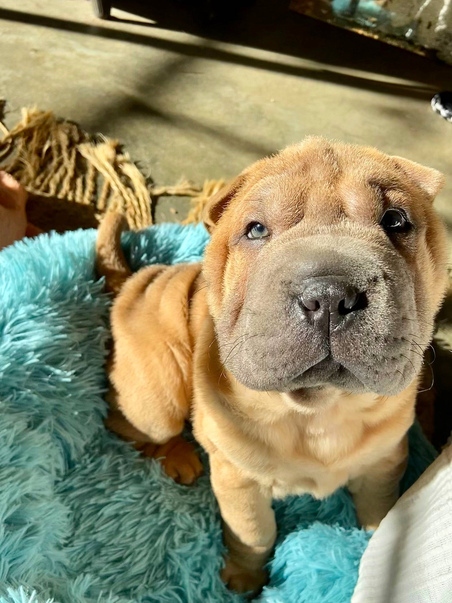 Tsar a rejoint le concours — aidez-le/la à gagner de superbes lots ! canidae, carnivore, collar, companion_dog, dog, dog_breed, dog_collar, dog_supply, fawn, fur, leash, liver, molosser, shar_pei, snout, sporting_group, terrestrial_animal, whiskers, working_animal, wrinkle