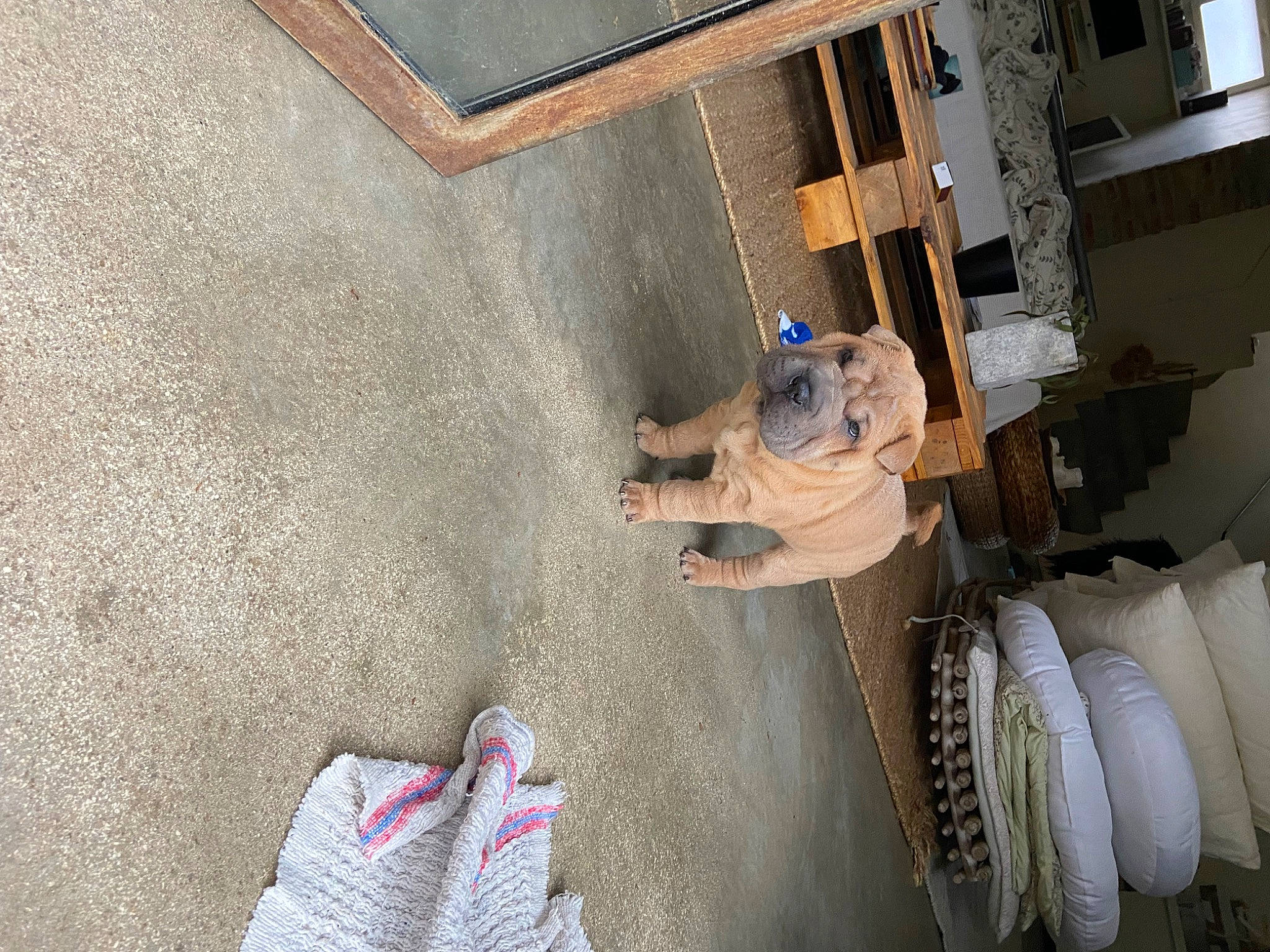 Tsar participe au concours pour gagner de l'argent avec cette photo : asphalt, auto_part, automotive_tire, automotive_wheel_system, car, concrete, facade, flooring, foot, house, machine, metal, plaster, road_surface, room, shadow, space, tire, wheel, wood