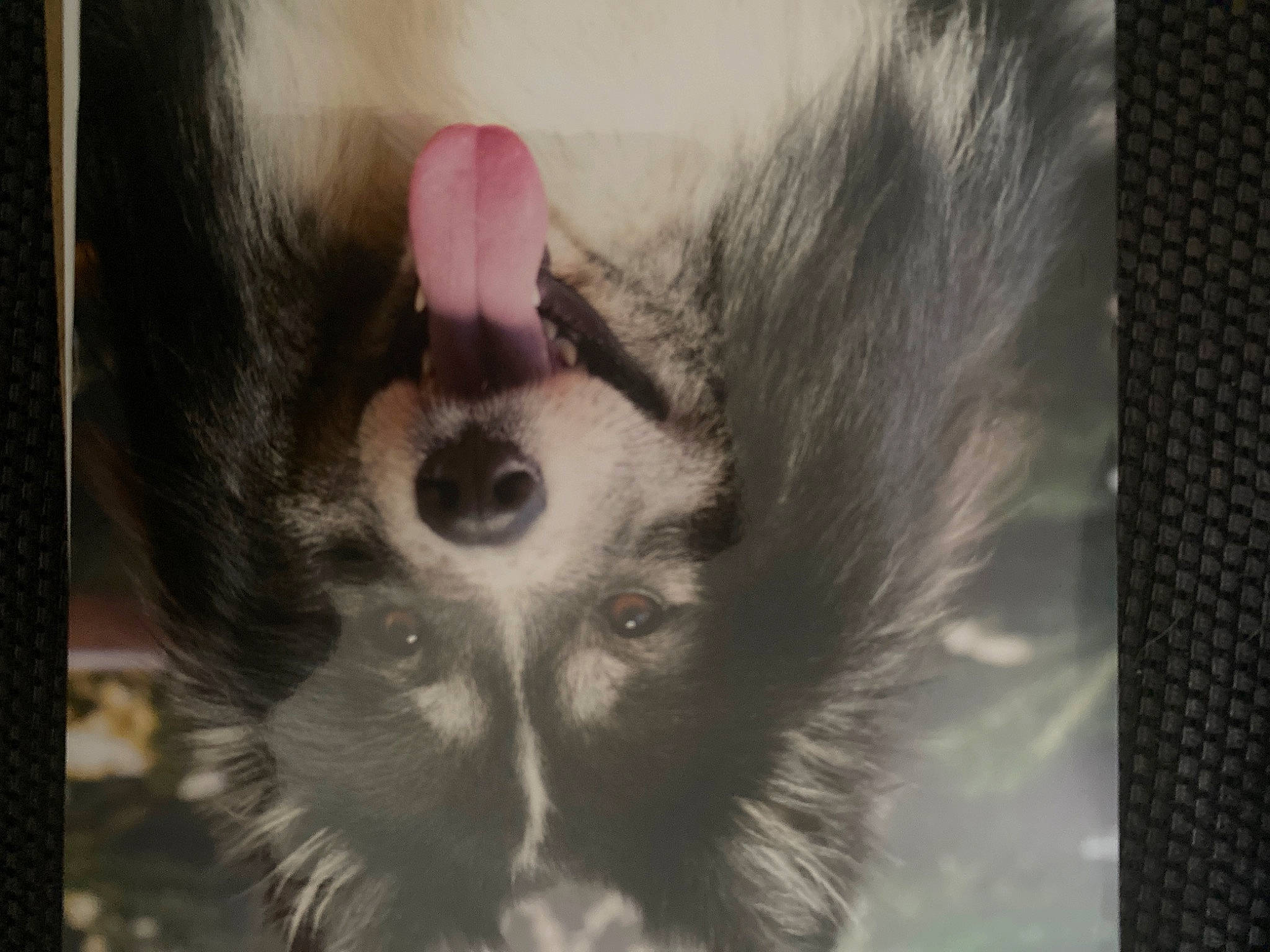 Sully a rejoint le concours — aidez-le/la à gagner de superbes lots ! beard, carnivore, companion_dog, dog_breed, ear, eyelash, fawn, feather, fur, jaw, moustache, nose, paw, snout, sporting_group, toy_dog, whiskers, wildlife, window, working_animal