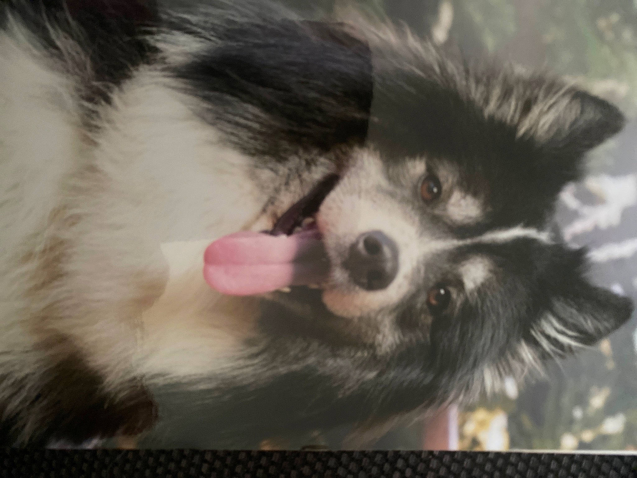 Sully participe au concours pour gagner de l'argent avec cette photo : ancient_dog_breeds, border_collie, canidae, carnivore, companion_dog, dog, dog_breed, ear, fur, herding_dog, non_sporting_group, paw, photo_caption, sporting_group, terrestrial_animal, toy_dog, whiskers, working_animal, working_dog