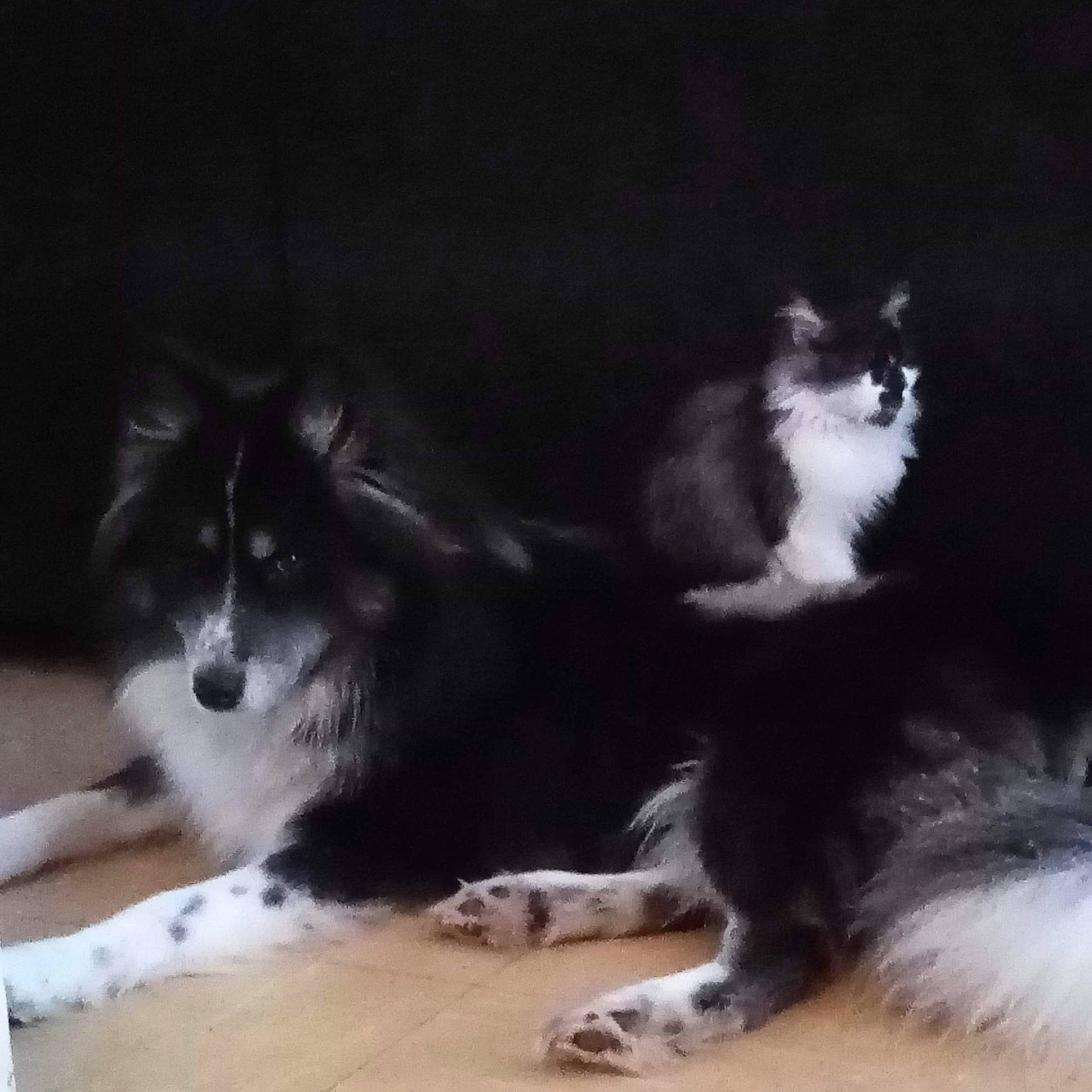 Sully a rejoint le concours — aidez-le/la à gagner de superbes lots ! carnivore, cat, companion_dog, dog, dog_breed, fur, herding_dog, paw, sporting_group, tail, terrestrial_animal, whiskers, working_animal, working_dog