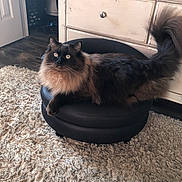 Fish is registered to the contest to win money with this photo: cat, fluffy, black_ottoman, beige_rug, wood_floor, indoor, furniture, curious, pet, long_hair, tail, drawer, metal_knob, cozy, domestic_animal, relaxed, home, living_room, animal, fur