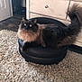 cat, fluffy, black_ottoman, beige_rug, wood_floor, indoor, furniture, curious, pet, long_hair, tail, drawer, metal_knob, cozy, domestic_animal, relaxed, home, living_room, animal, fur