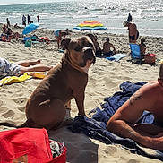 Toby a rejoint le concours — aidez-le/la à gagner de superbes lots ! beach, dog, footwear, holiday, ocean, outdoor, person, recreation, relaxation, sand, sandal, shore, sky, summer, sunbathing, sunlight, towel, umbrella, vacation, water