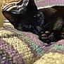 black_cat, cat, pet, animal, paw, blanket, knitted_blanket, cozy, indoor, close_up, fur, whiskers, relaxed, resting, cute, home, feline, sleepy, soft, texture