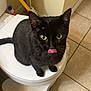 black_cat, cat, pet, animal, toilet, bathroom, tile_floor, tongue_out, curious, indoor, fur, whiskers, ears, green_eyes, cute, small_step_stool, household, domestic_cat, looking_up, feline