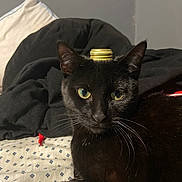 Artemis is registered to the contest to win money with this photo: black_cat, cat, pet, animal, bed, blanket, bottle_cap, indoor, fur, whiskers, eyes, face, resting, cute, domestic_animal, feline, closeup, relaxed, sleepy, home